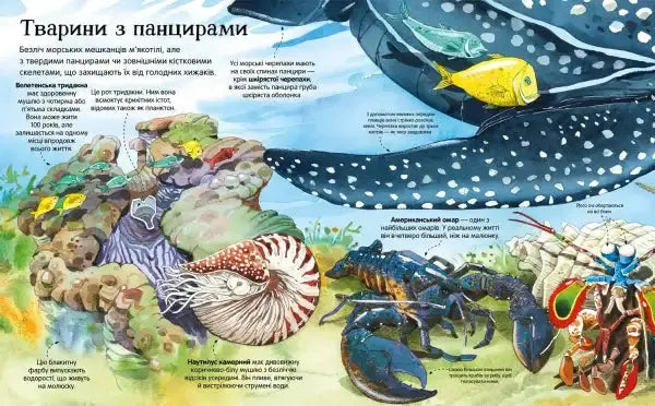 Illustrated diagram of sea creatures with shells in Big Book of Sea Creatures for children Illustrated diagram of sea creatures with shells in Big Book of Sea Creatures for children