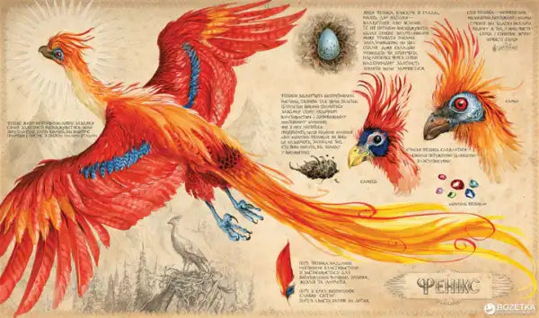 Detailed phoenix illustration from Harry Potter and the Chamber of Secrets Illustrated Edition by Jim Kay Detailed phoenix illustration from Harry Potter and the Chamber of Secrets Illustrated Edition by Jim Kay