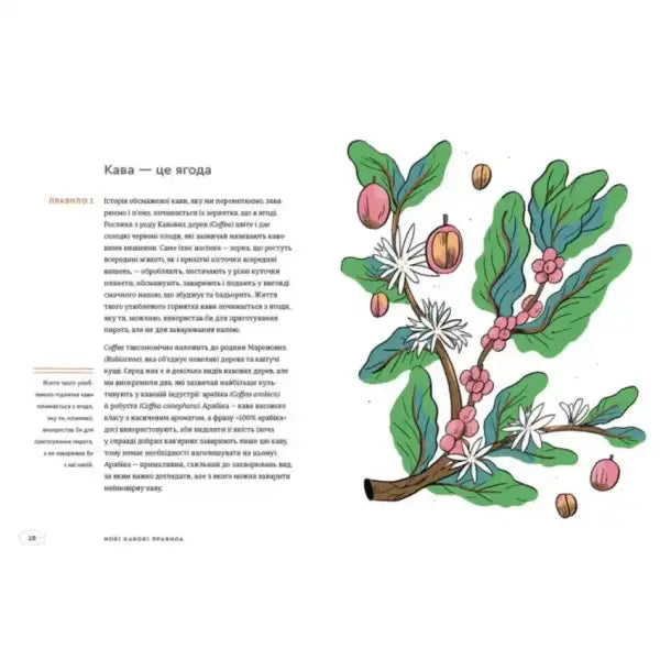 Coffee plant illustration from New Rules of Coffee Ukrainian hardcover by Kelsey Wroten Coffee plant illustration from New Rules of Coffee Ukrainian hardcover by Kelsey Wroten