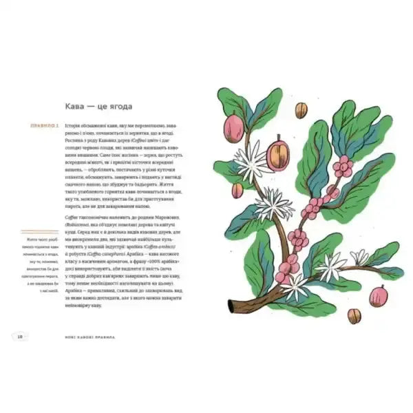 Coffee plant illustration from New Rules of Coffee Ukrainian hardcover by Kelsey Wroten Coffee plant illustration from New Rules of Coffee Ukrainian hardcover by Kelsey Wroten