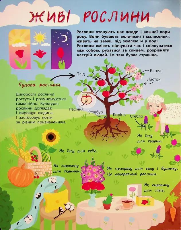Educational poster about plants from The Secret Life of Plants children’s book introduces young readers