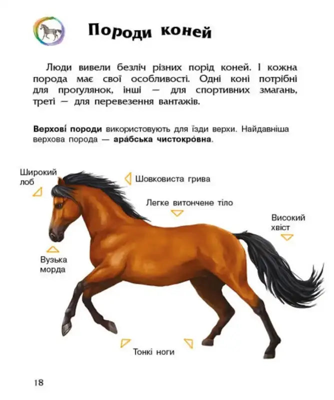 Anatomically labeled brown horse from Preschooler’s Encyclopedia Horses book in children’s books
