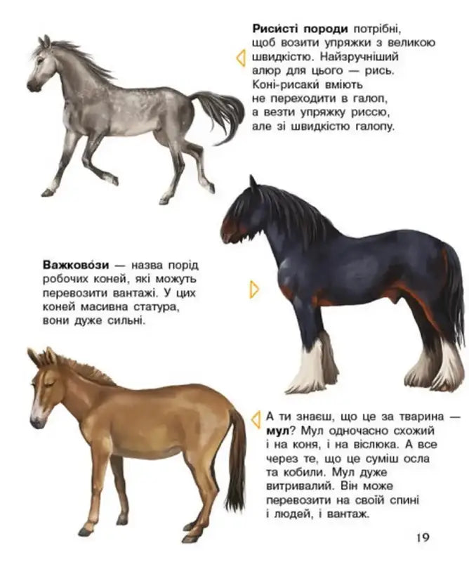 Colorful image of three horse breeds and a mule from Preschooler’s Encyclopedia Horses book
