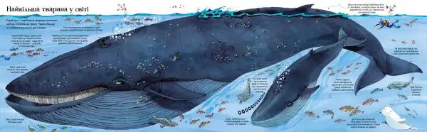 Blue whale model in Usborne Big Book of Big Animals Ukrainian edition