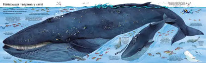 Blue whale model in Usborne Big Book of Big Animals Ukrainian edition